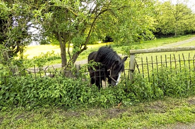 The Grass is Greener...
