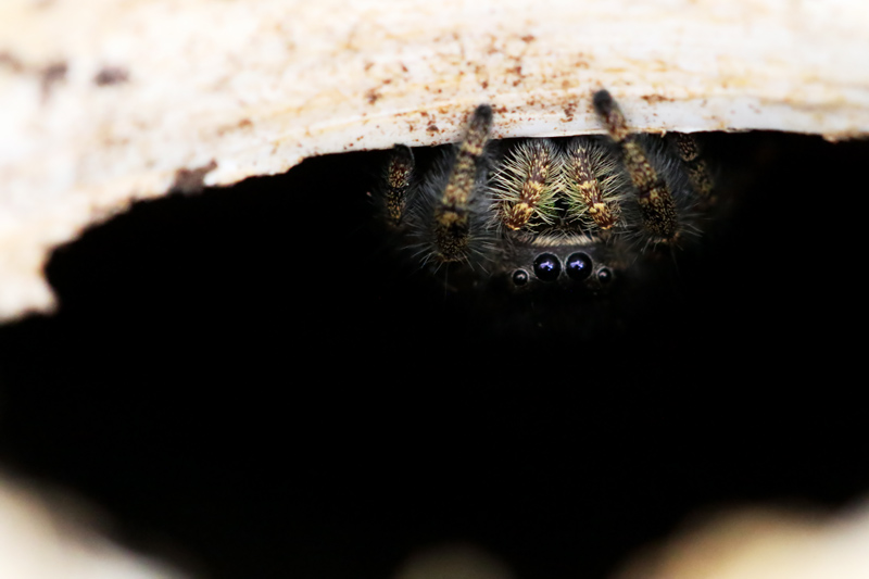 Beauty IS in the eyes of the beholder - all 8 of them.