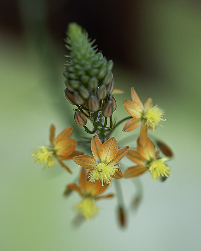 Tiny blossoms