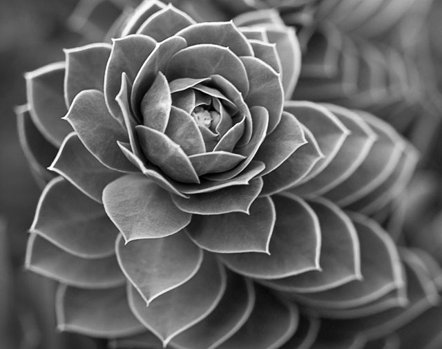 Patterns in Nature