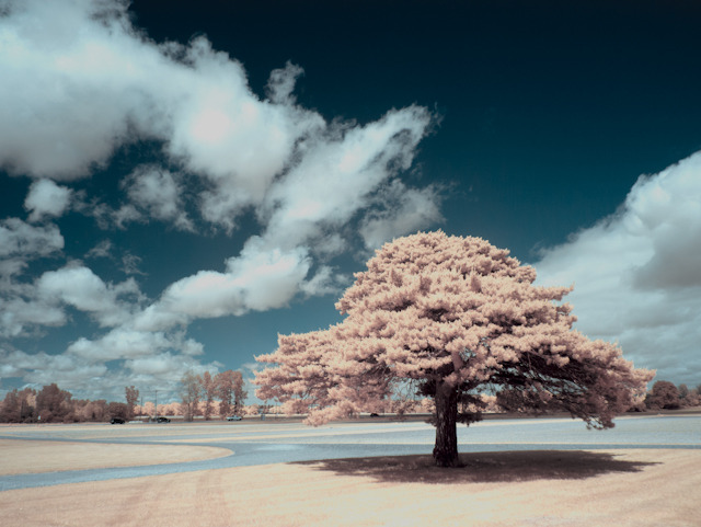 IR Scotch Pine