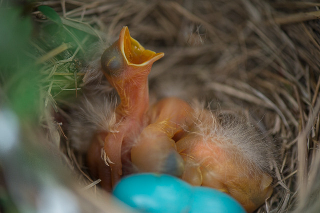 Newborns...