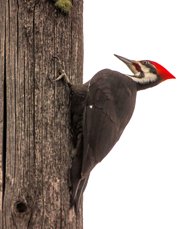 Pileated woodpecker