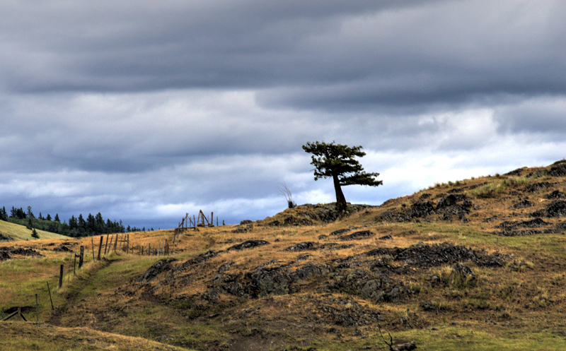 Lone Fir