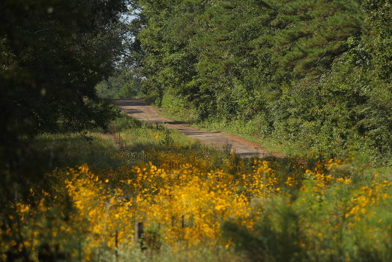 Road &amp; Flowers
