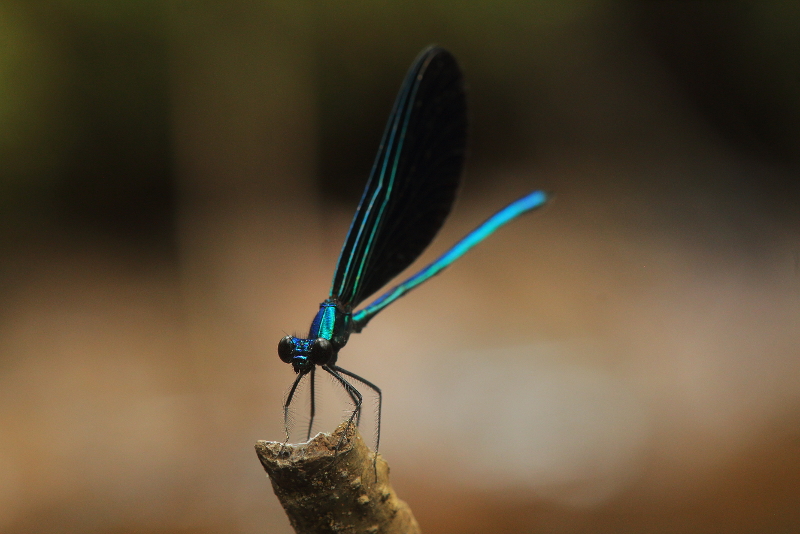 Ebony Jewelwing (Calopteryx maculata)
