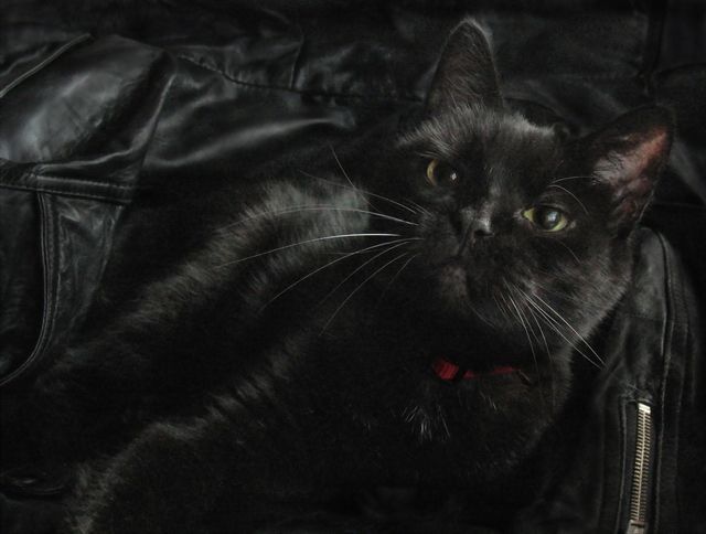 Leather Sheet