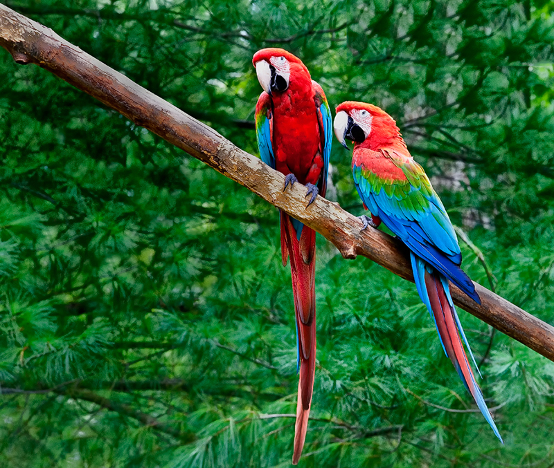 Tropical Feathers