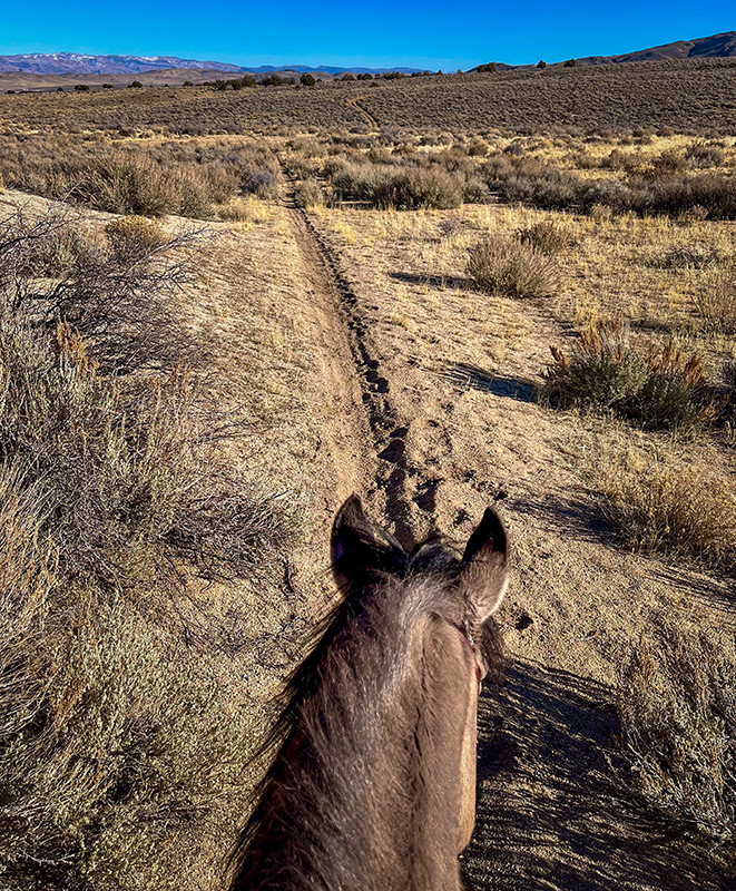 Free In The Desert