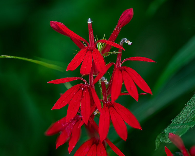 Lobelia cardinalis