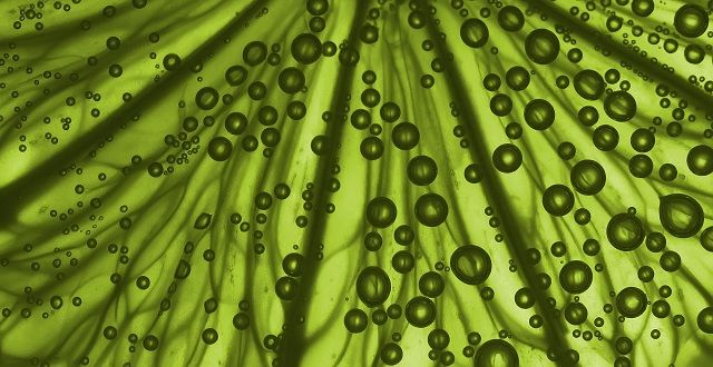 Lime