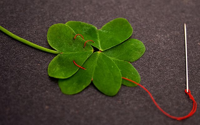 Genuine 4-leaf Clover