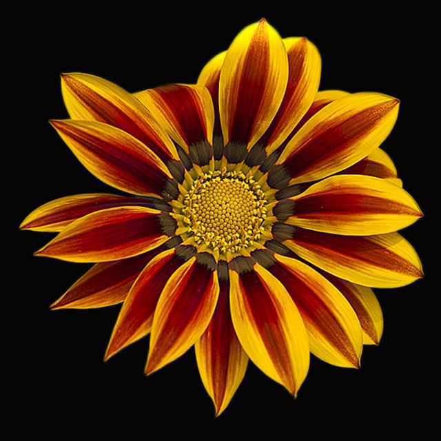 Colorful Flower