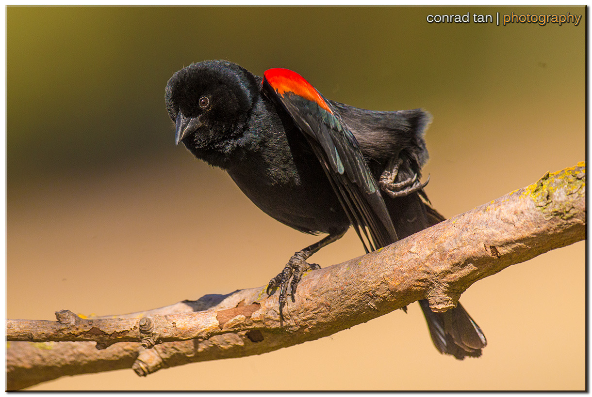 © 2026 Conrad Tan