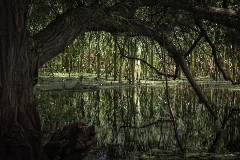 In the Swamp