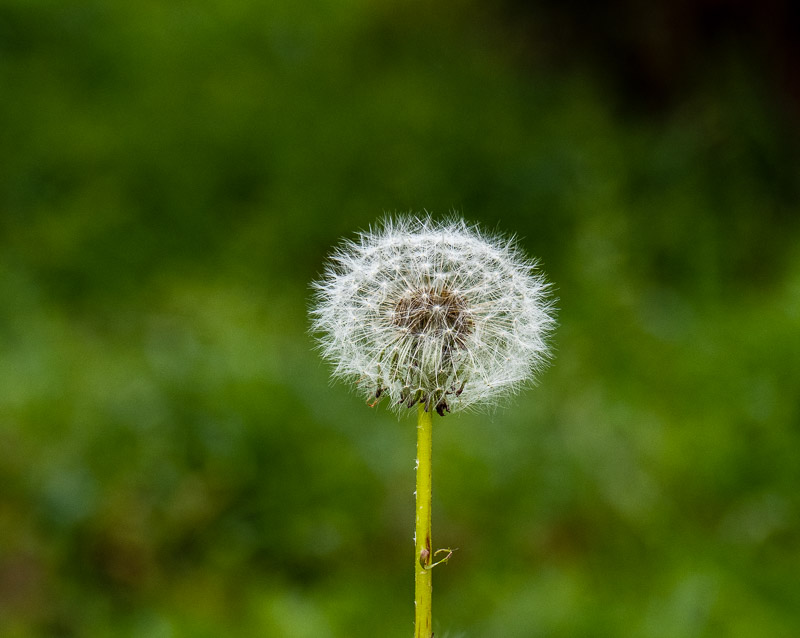 Dandelion