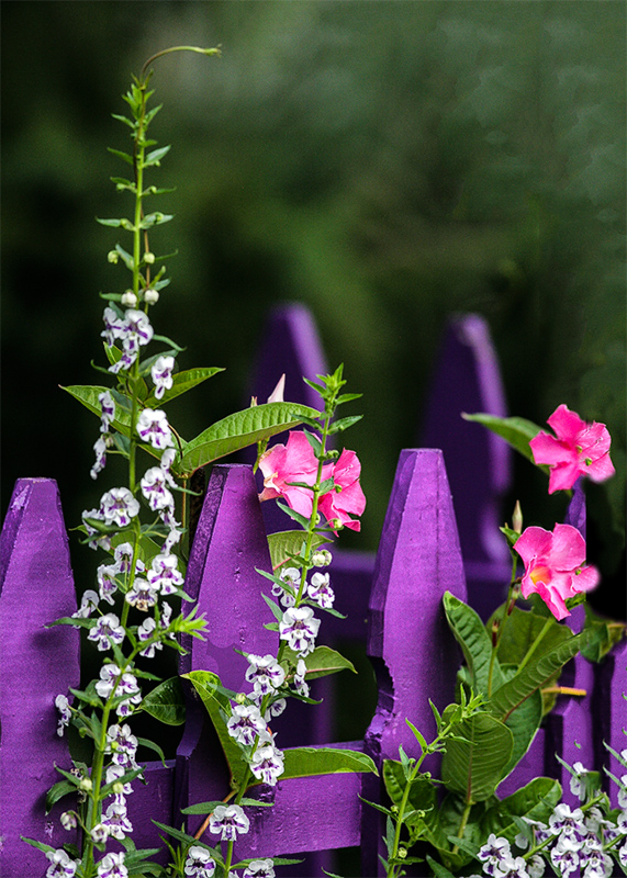 Its All About Purple