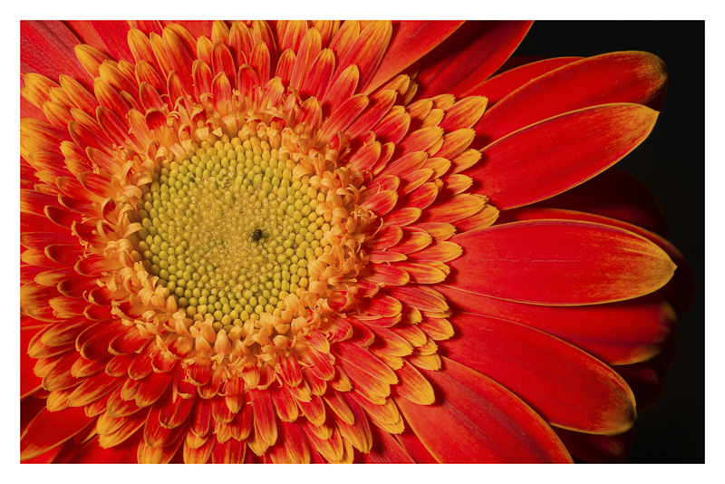 Flower Closeup
