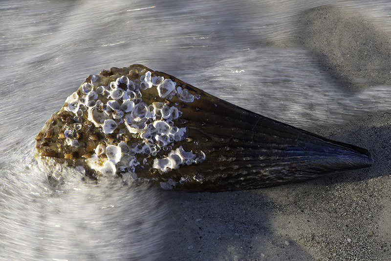 Beach shells