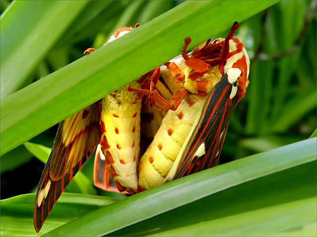 Royal Walnut Moth