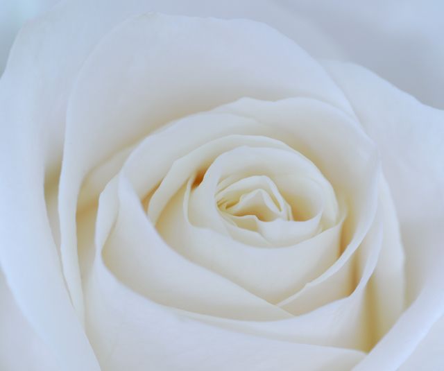 White Rose