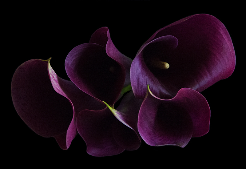 Calla
