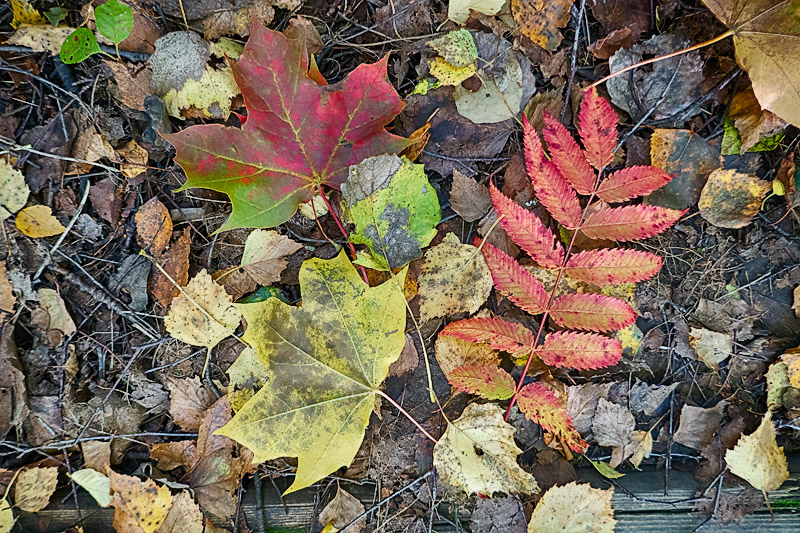 Natural diversity