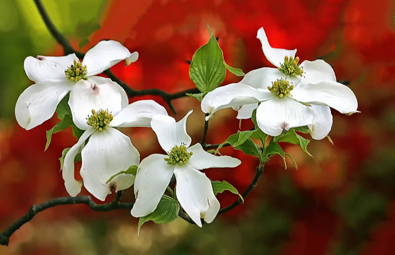Dogwood In Spring Bloom
