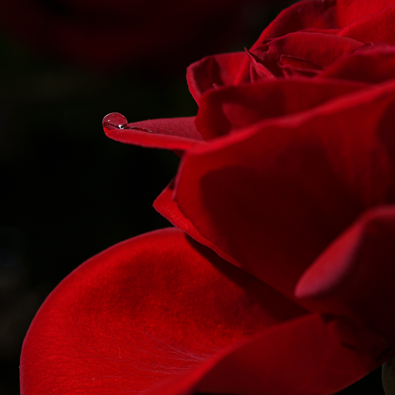 A Drop of Red