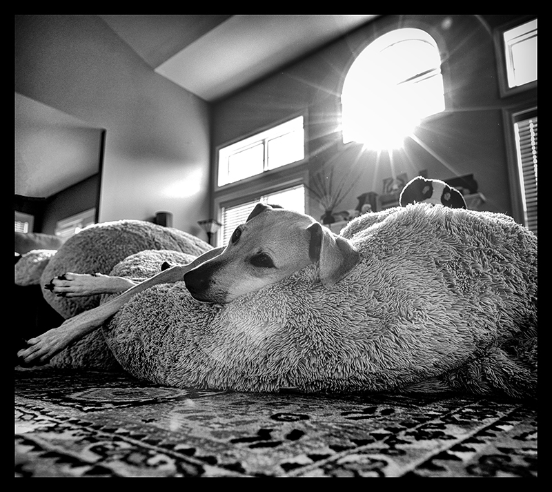Let Sleeping Dogs Lie