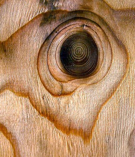 Mysterious wood
