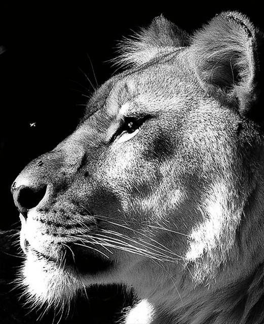 Stare down