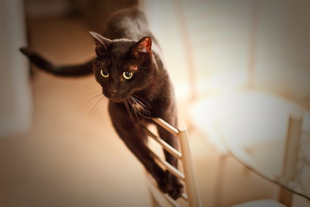 Perched on a chair