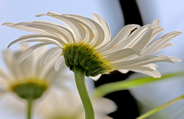 Distorted Daisy