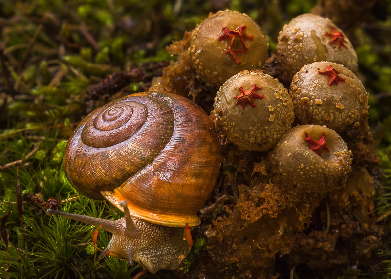 Helix aspersa