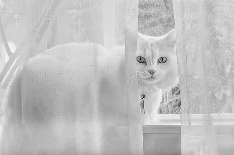 Black and White