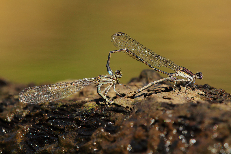 Damselflies