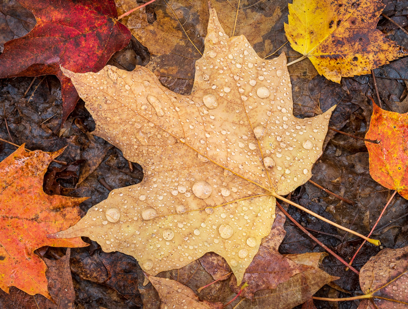 Texture of Autumn Leaves, Michigan Upper Peninsula
