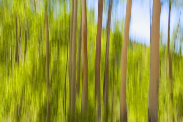 Woodland blur