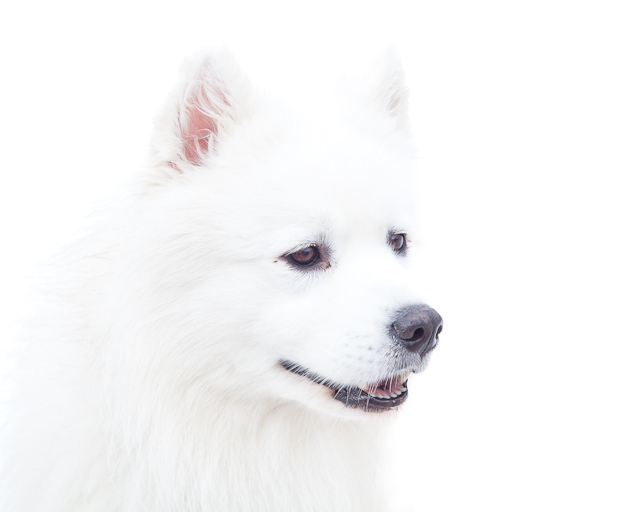 Sled Dog