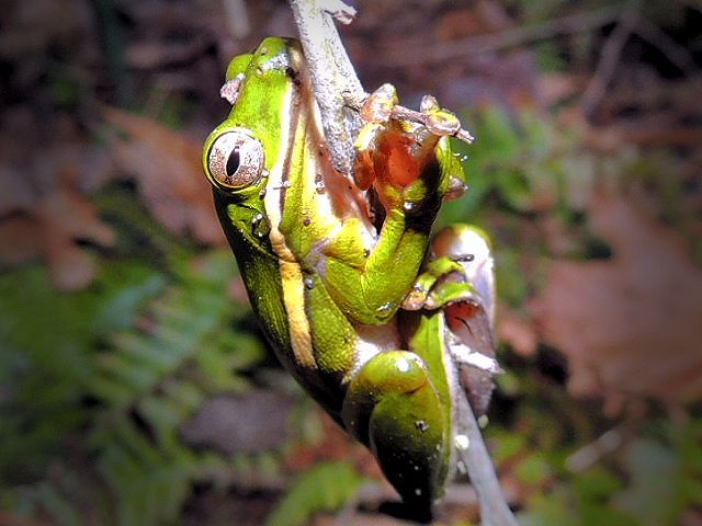 snuggly tree frog