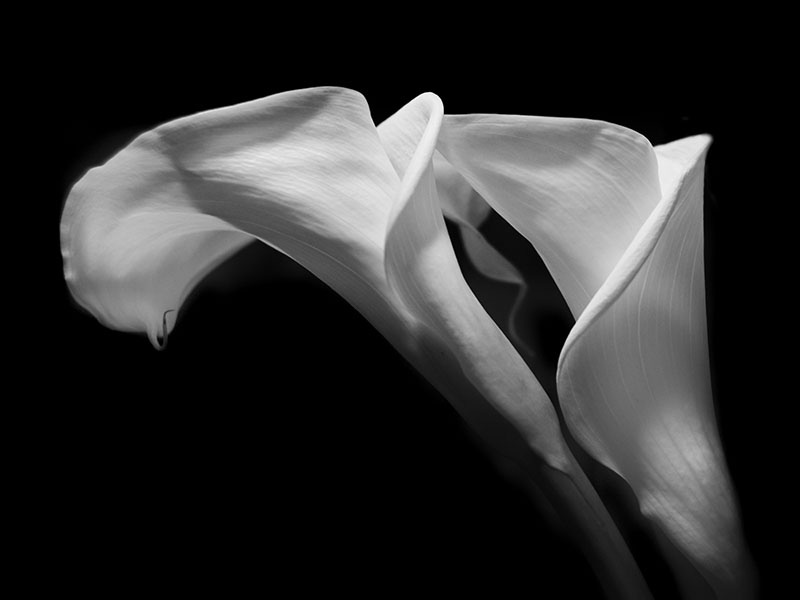 B&amp;W Calla Lilies