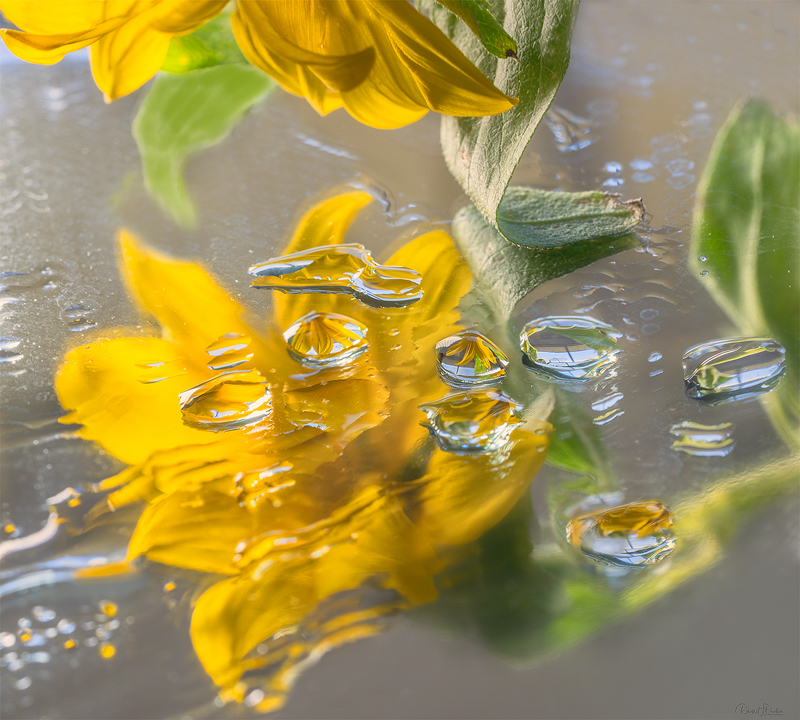 Floral Reflections Refractions