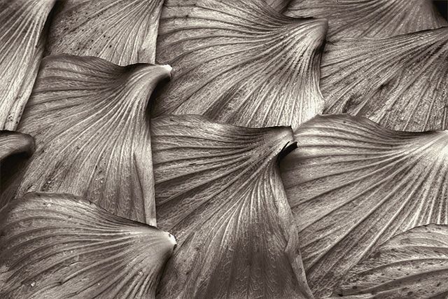 Hibiscus Petals