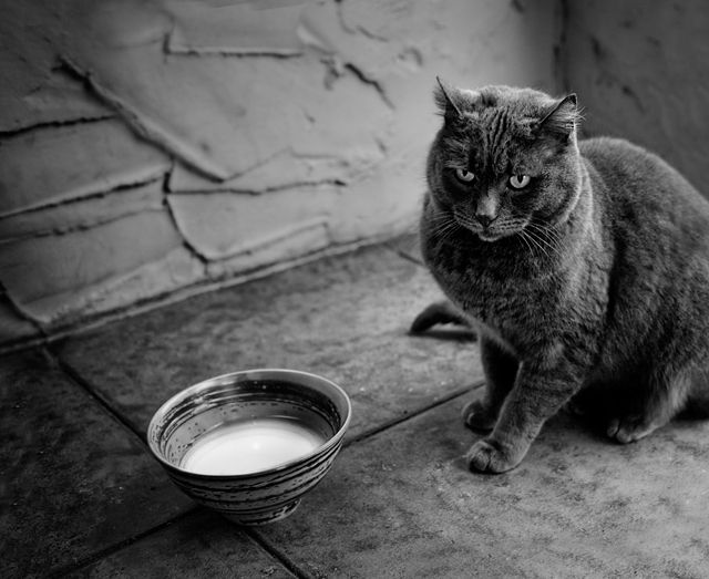 Damn, I wanted tuna.