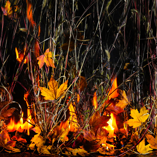 Fall Flames