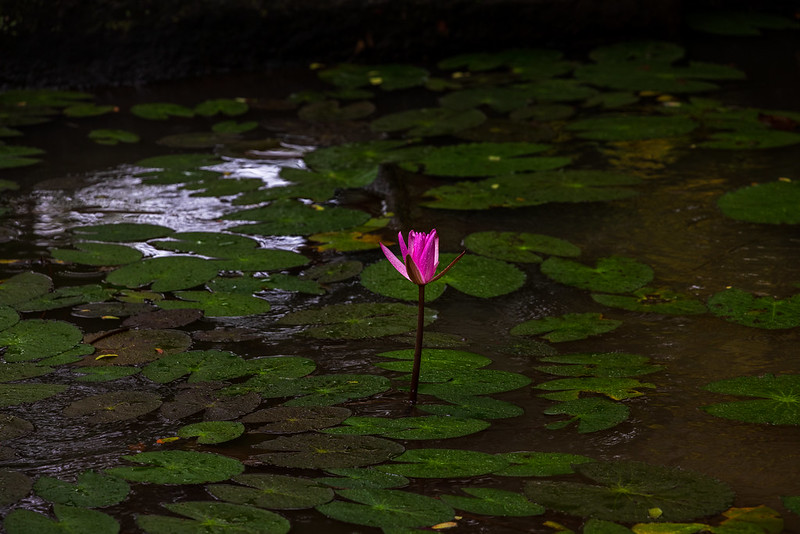 Wild Flower