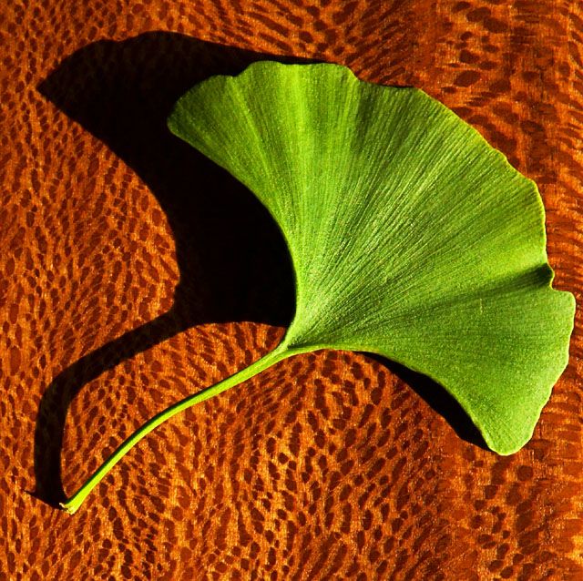 Ginko Leaf