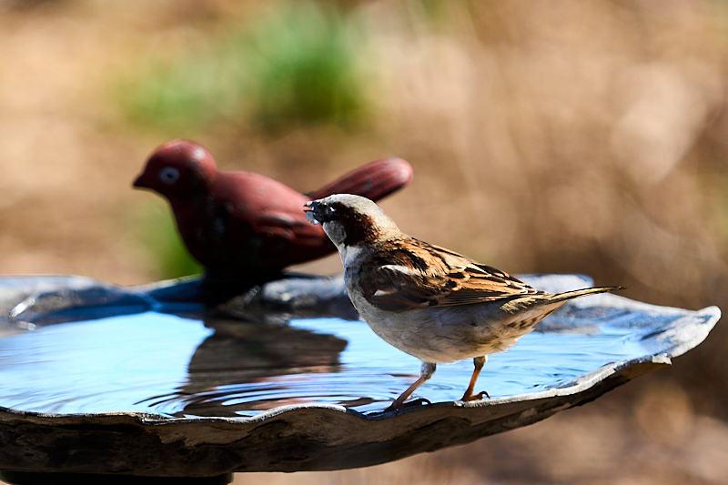 Built-In Bird Bath Bird