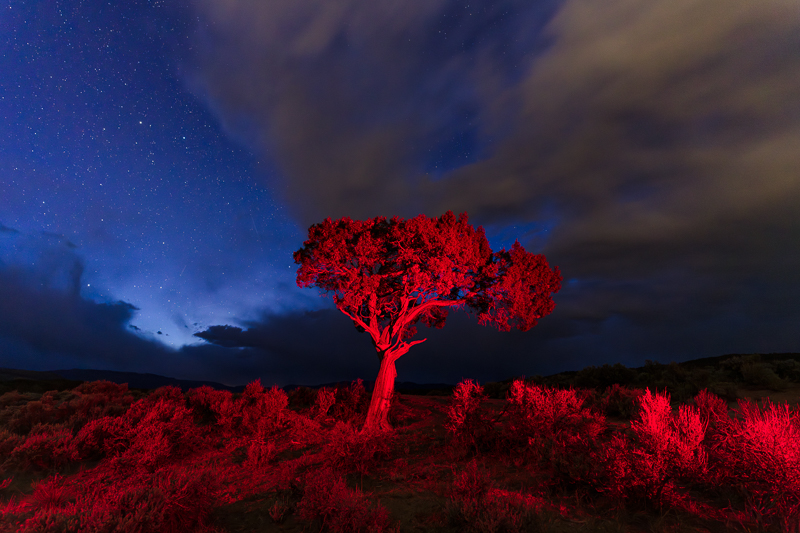 Silent Night